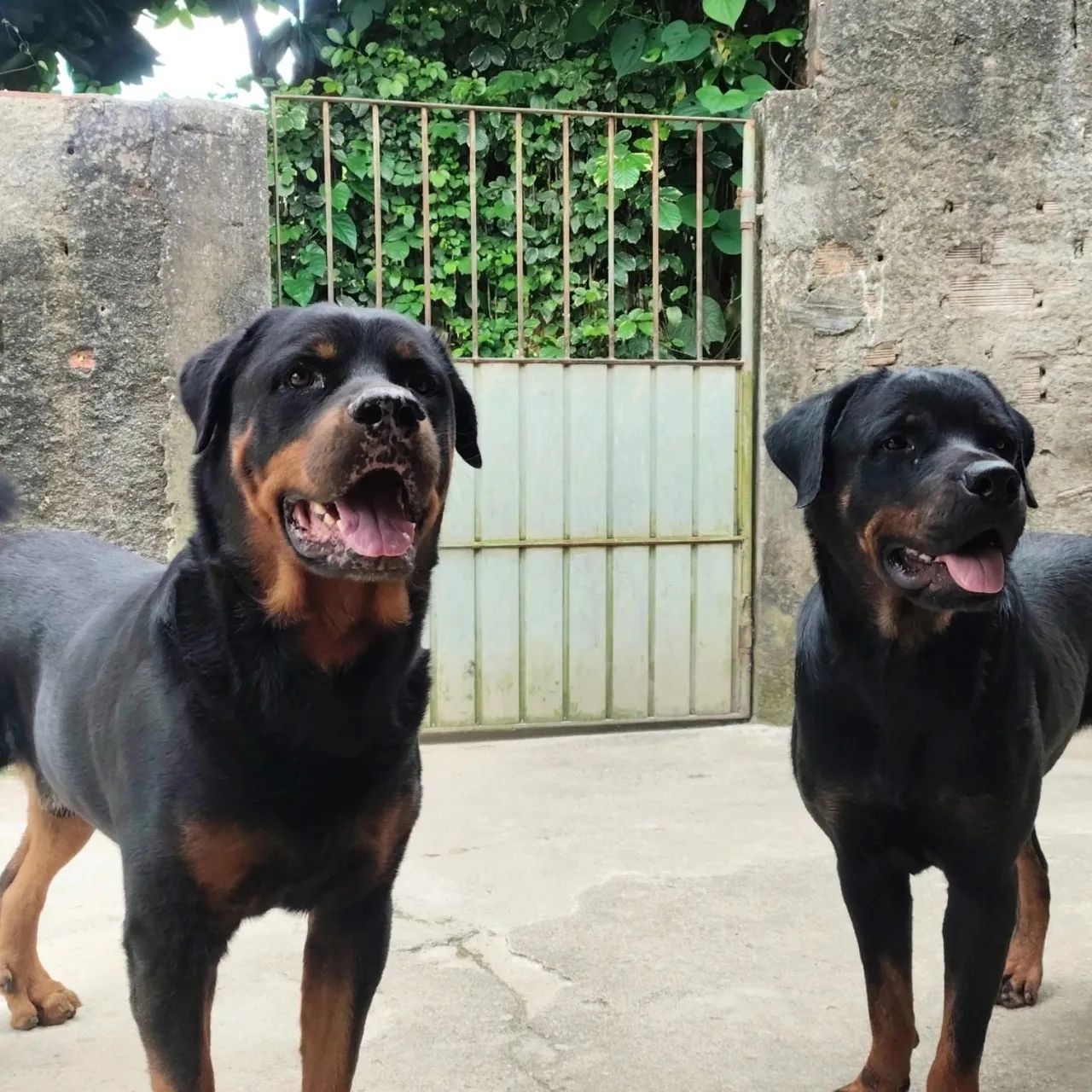 Cachorro rottweiler de ótima linhagem - Foto 6