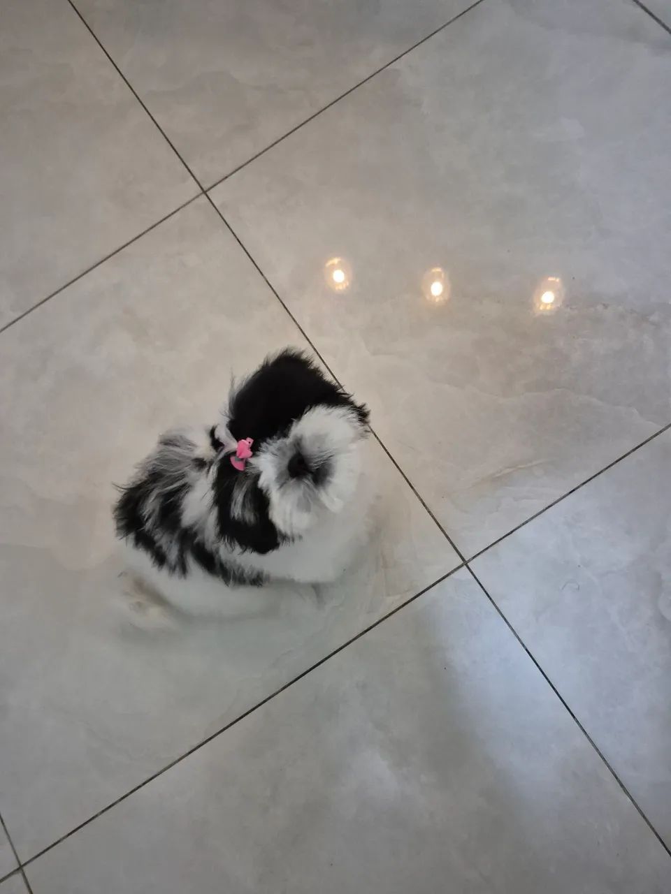 Shih tzu fêmea 