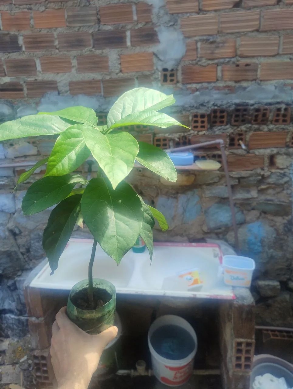 Muda de abacate  - Foto 3