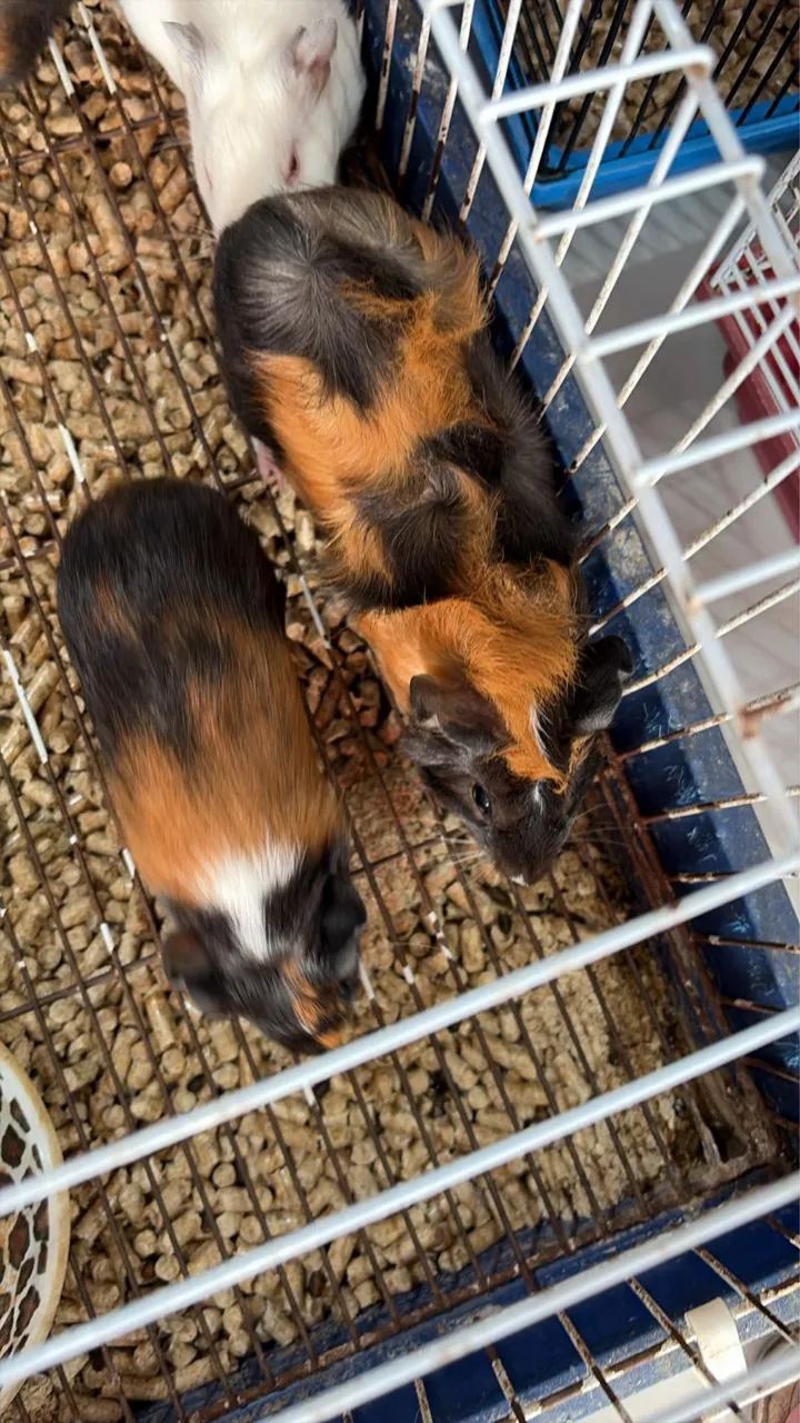 Porquinho da Índia 65578315157889122