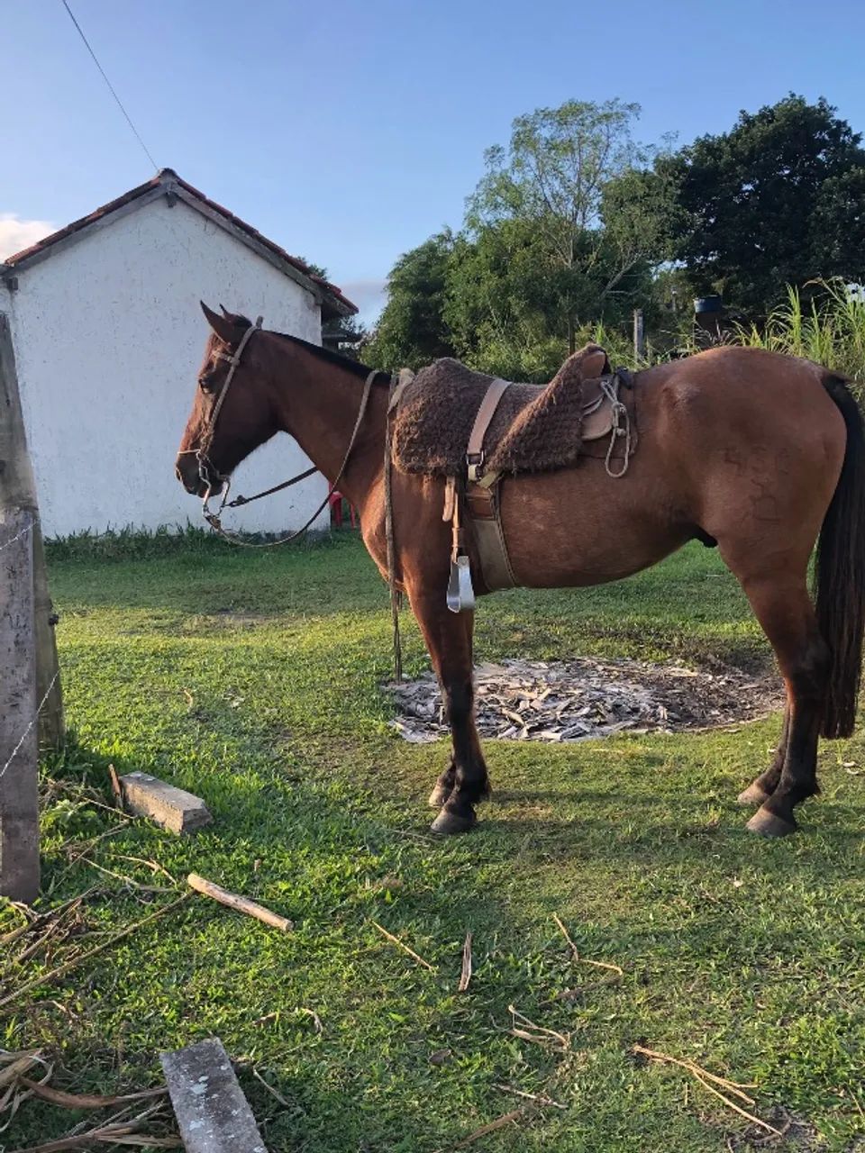 Vendo cavalo  - Foto 3