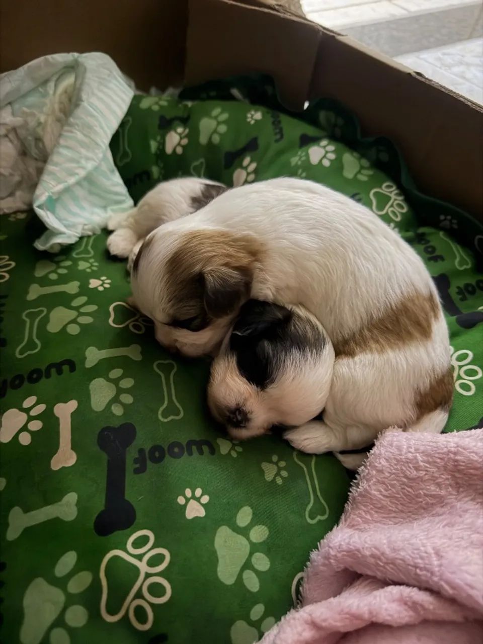 Lhasa Apso 