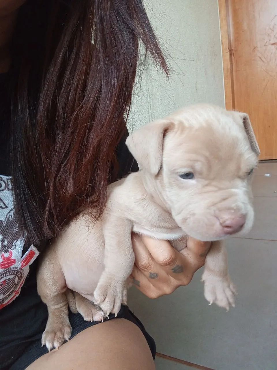 Vendo pitmonster  - Foto 4