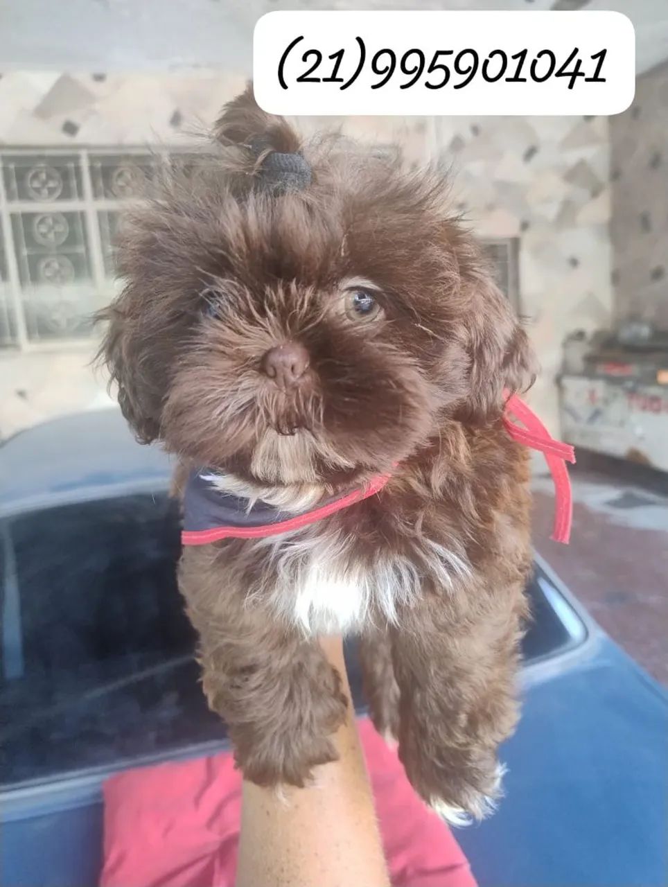 Shih Tzu macho lindíssimo - Foto 3