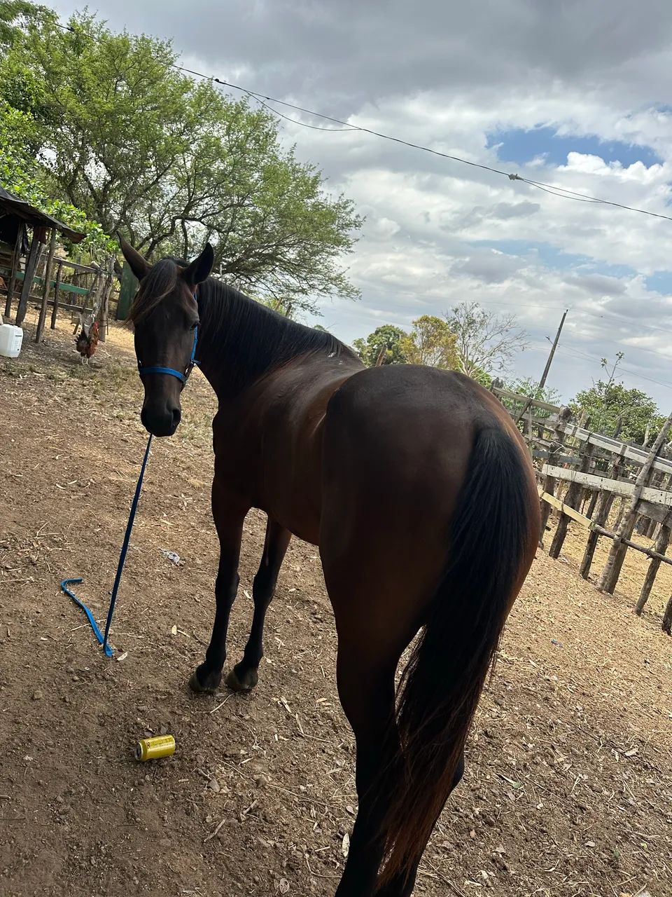 Vendo égua manga larga com quarto de milha.. segunda muda égua de patrão..  - Foto 2