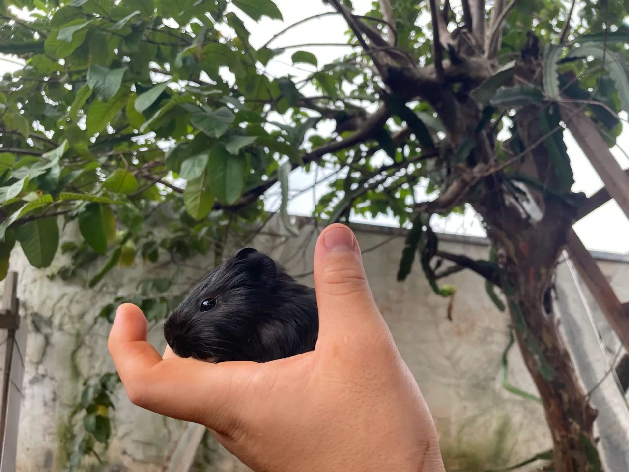Porquinhos da índia 