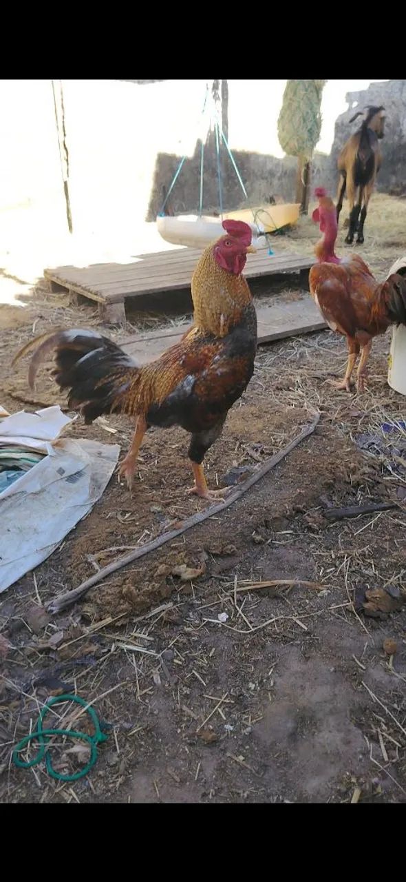 Frango  - Foto 2