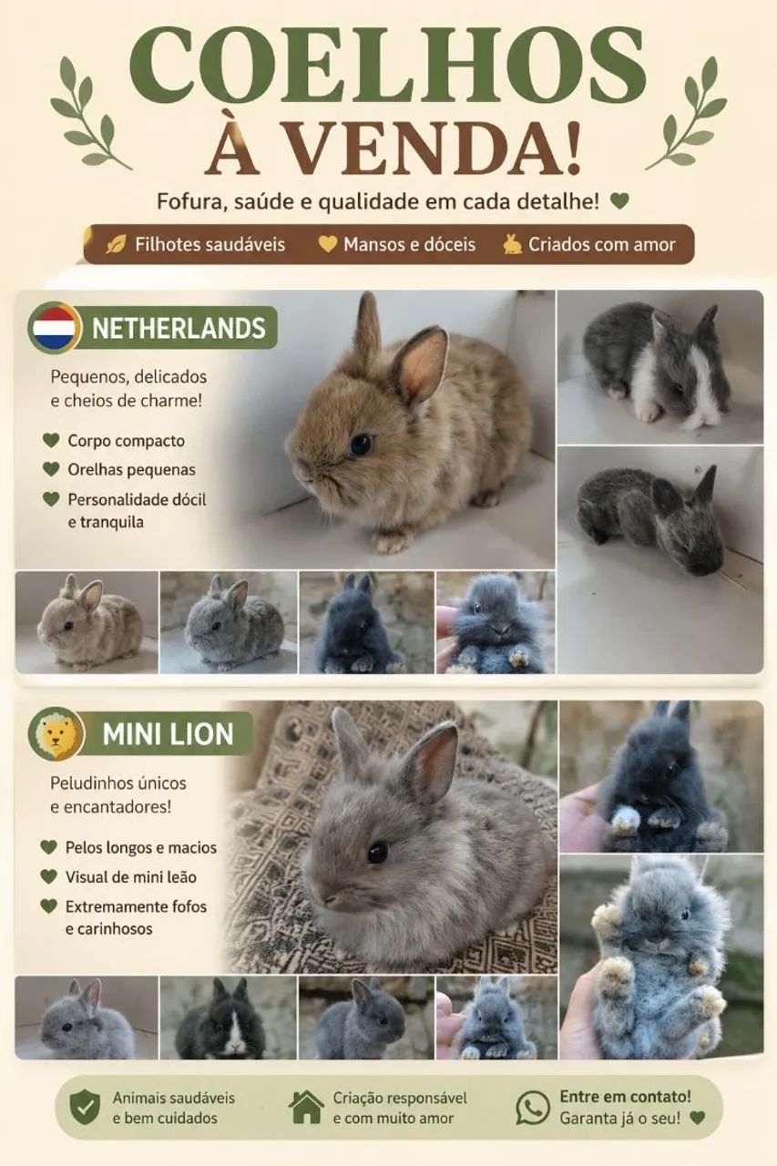 Coelhos 