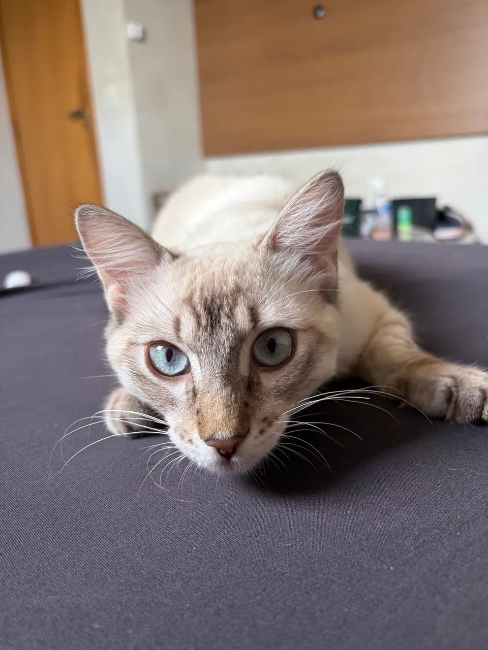 ADOÇÃO GATO MACHO - Foto 2
