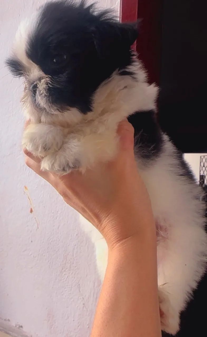 Shihtzu  - Foto 4