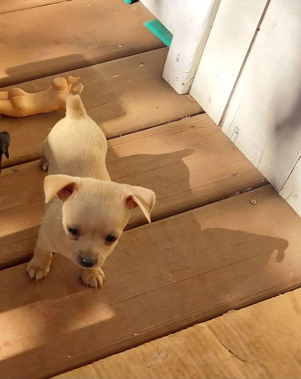 PINSCHER MACHO  - Foto 4
