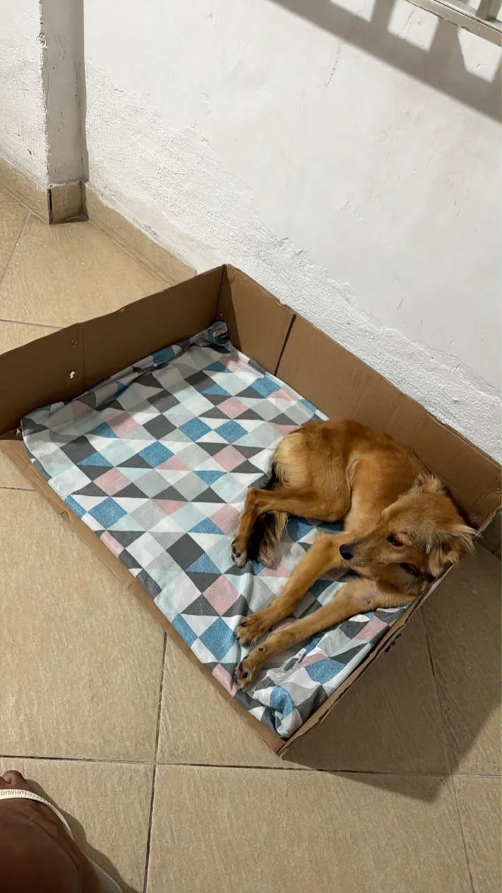 Adoção responsável  - Foto 2