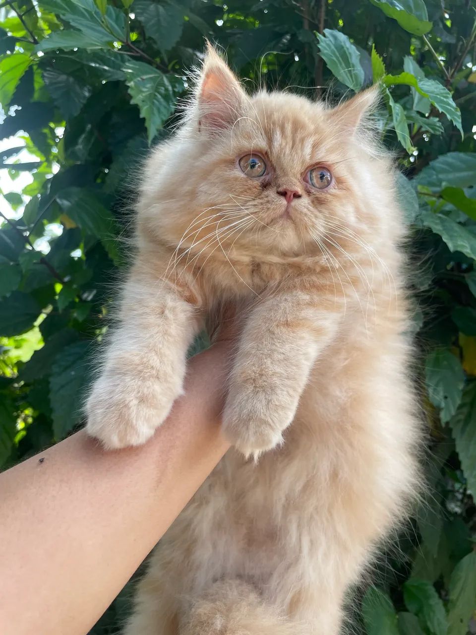 Gatinha persa !!