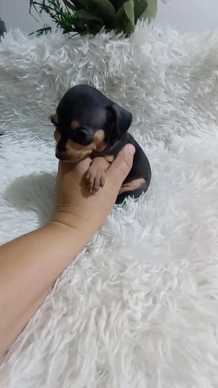 Pinscher zerinho macho - Foto 5