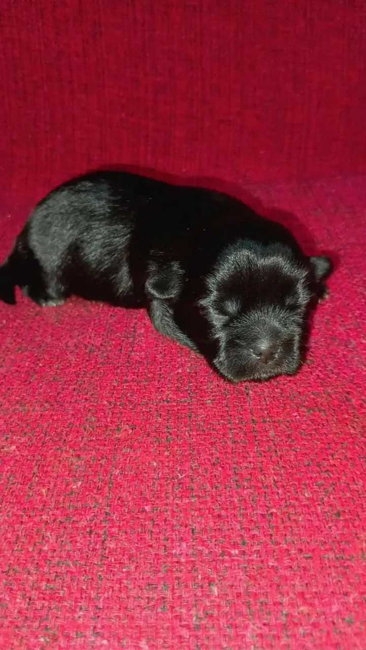 Pet - Foto 2