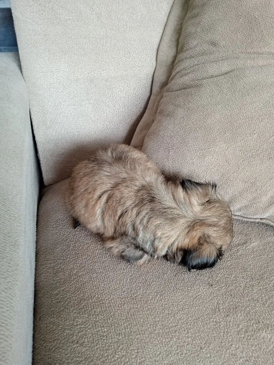 Animais de estimação cachorro  - Foto 3