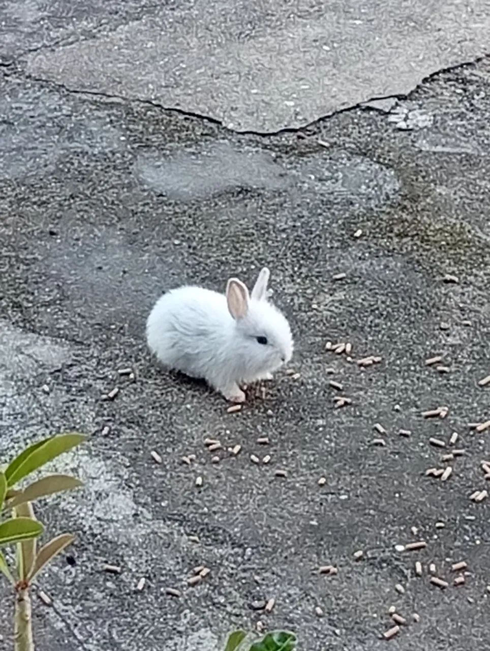 Coelhinhos filhotes 