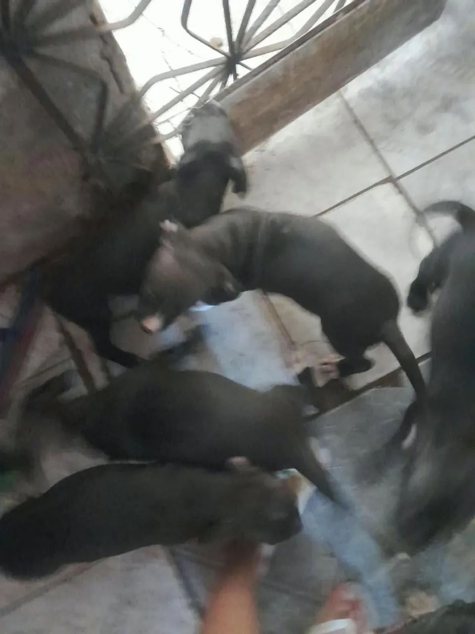 Pitbull legítimo 1 mês e 15 dias  - Foto 4