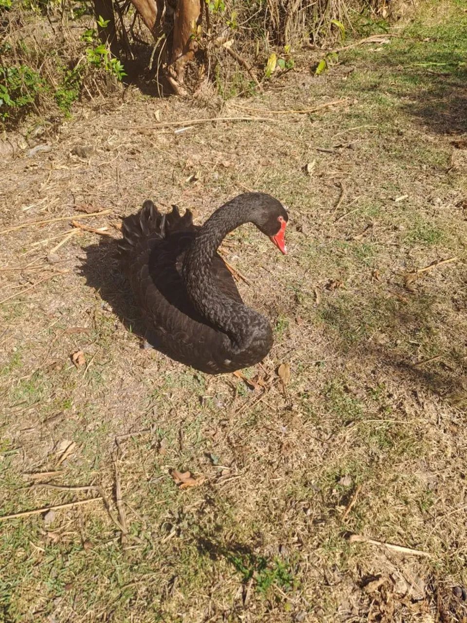 Cisne-Negro - Foto 5