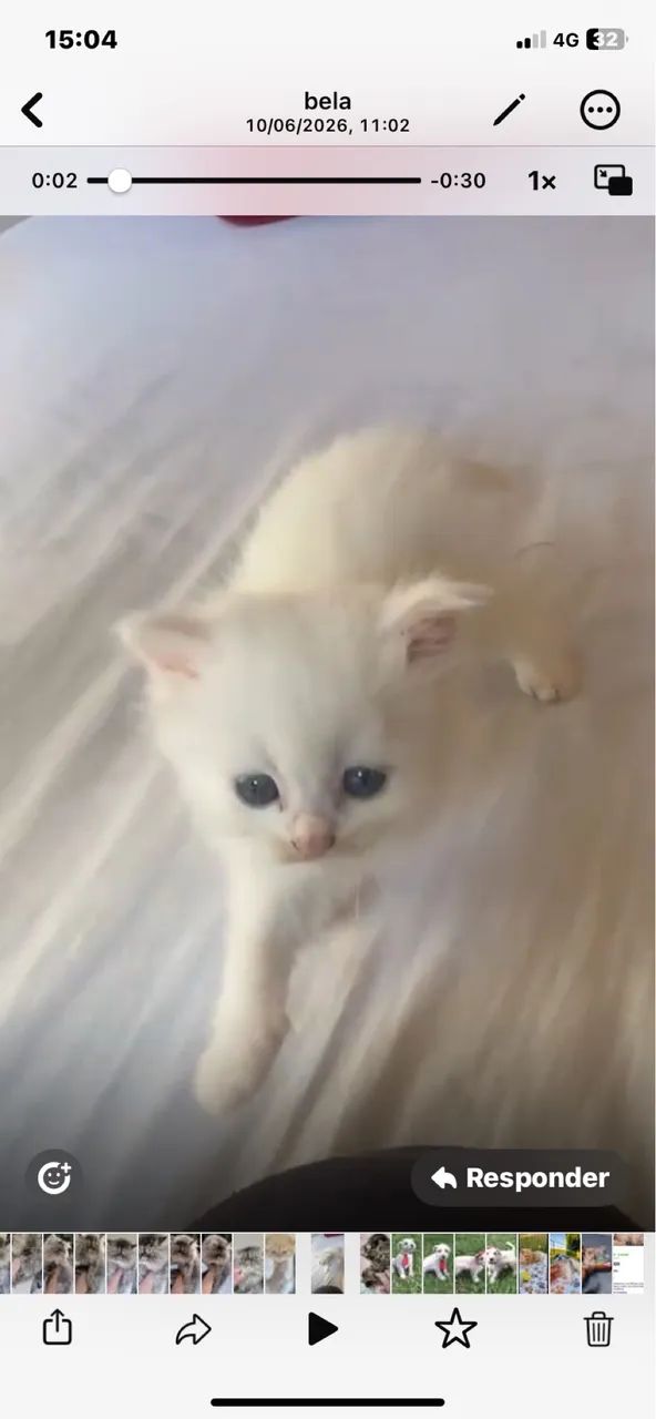 Angora Turco