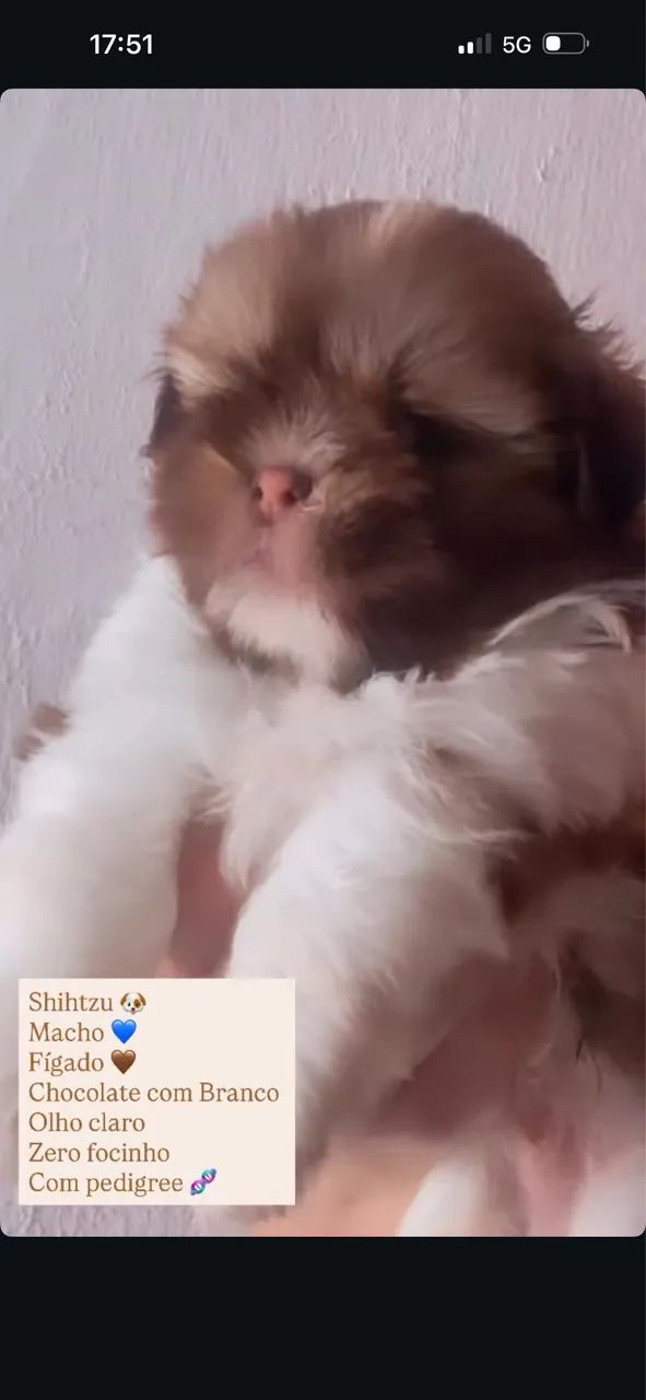 Shihtzu zero focinho com pedigree  - Foto 2