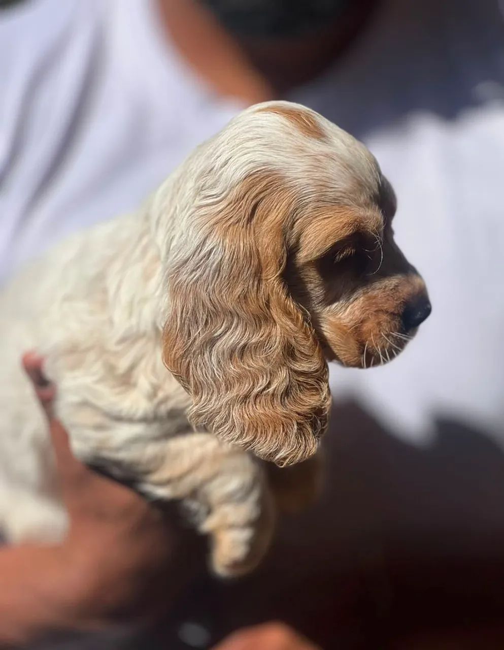 Cocker spaniel inglês  - Foto 2