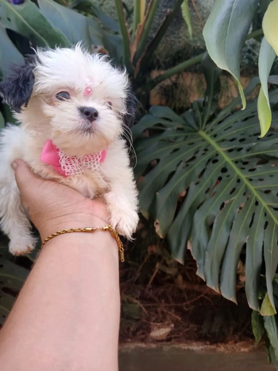 Lhasa apso - Foto 5