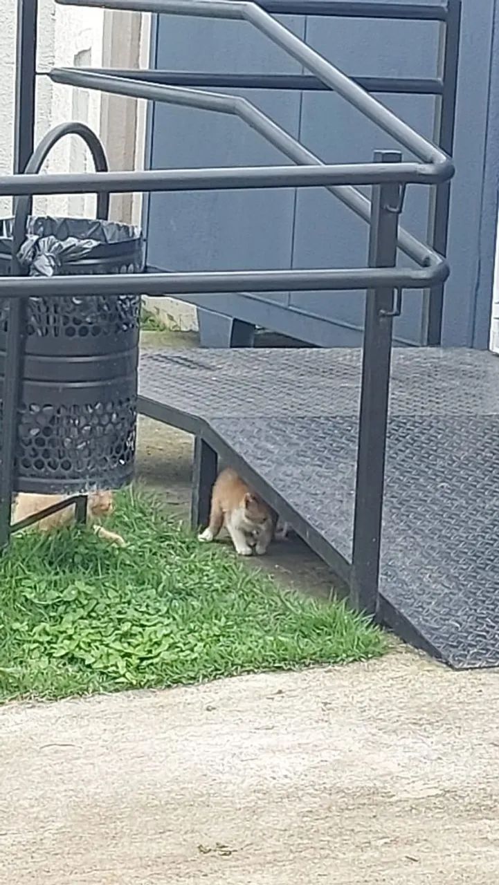 Gatinhos - Foto 3