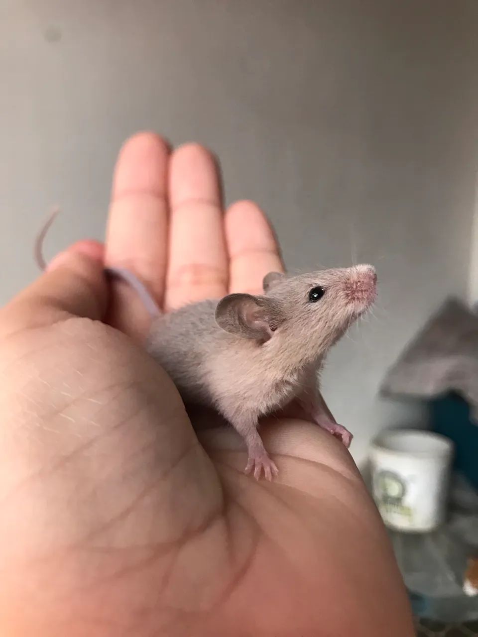 Camundongos ? Ratos domésticos  - Foto 4