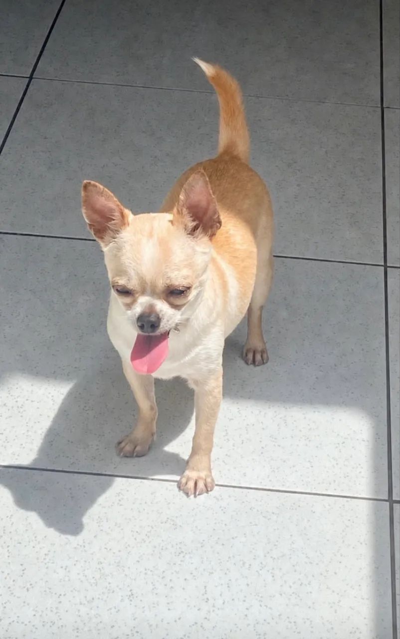 CACHORRO DOAÇÃO  - Foto 2
