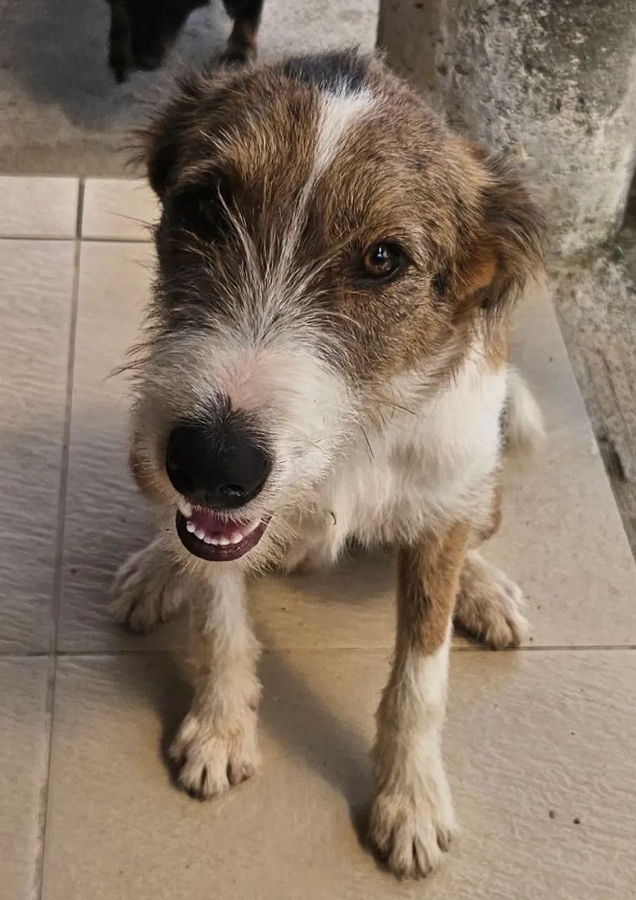 Cachorro p doação  - Foto 3