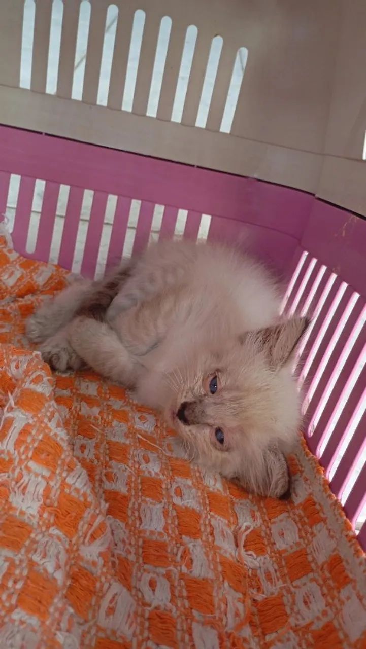 Doação Responsável  - Foto 3