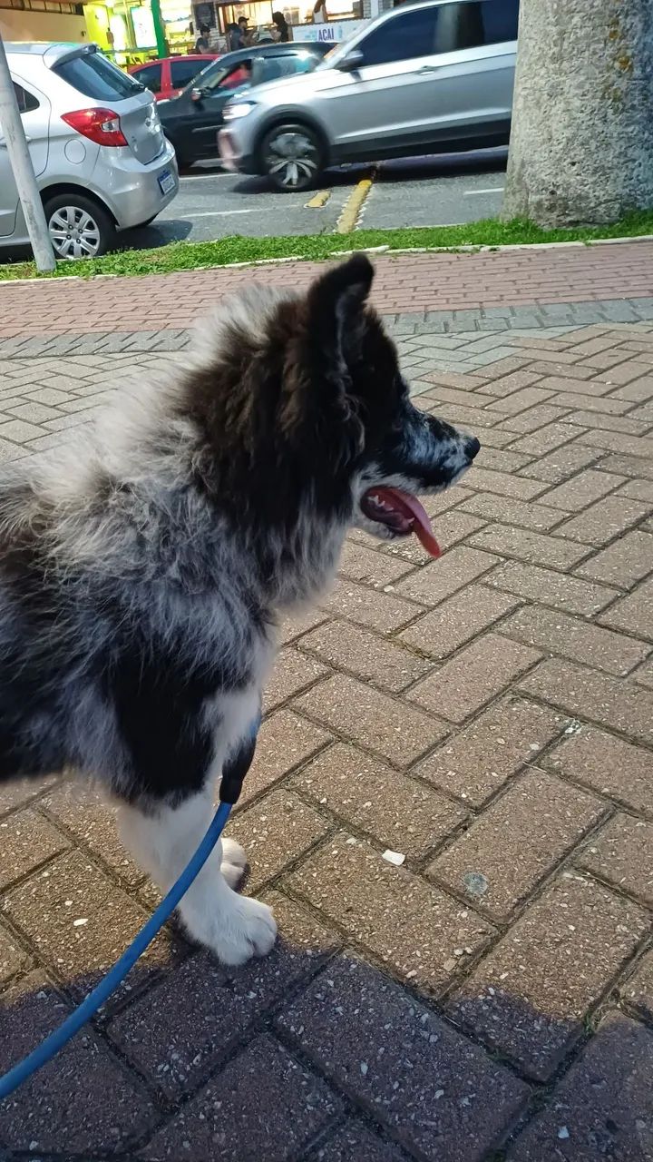 Border collie  - Foto 3