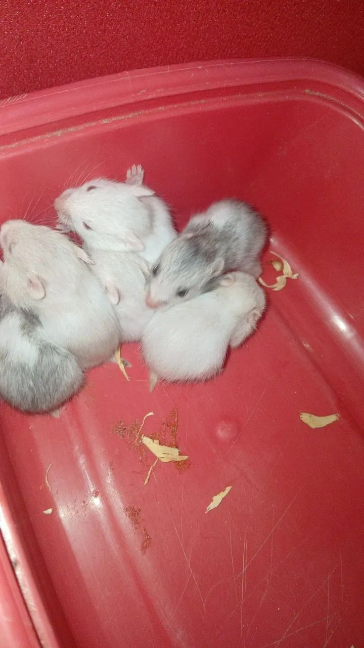 Filhotes de hamster  - Foto 5