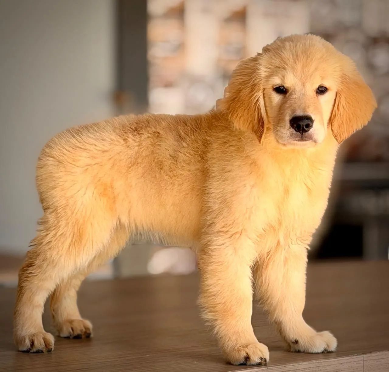 Raça Golden Retrivier  - Foto 4