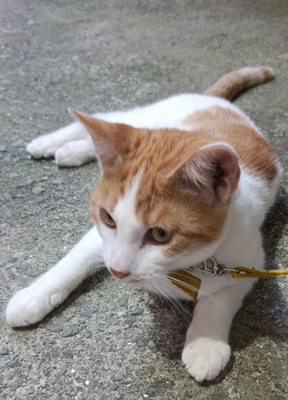Gatos machos adoção  - Foto 2