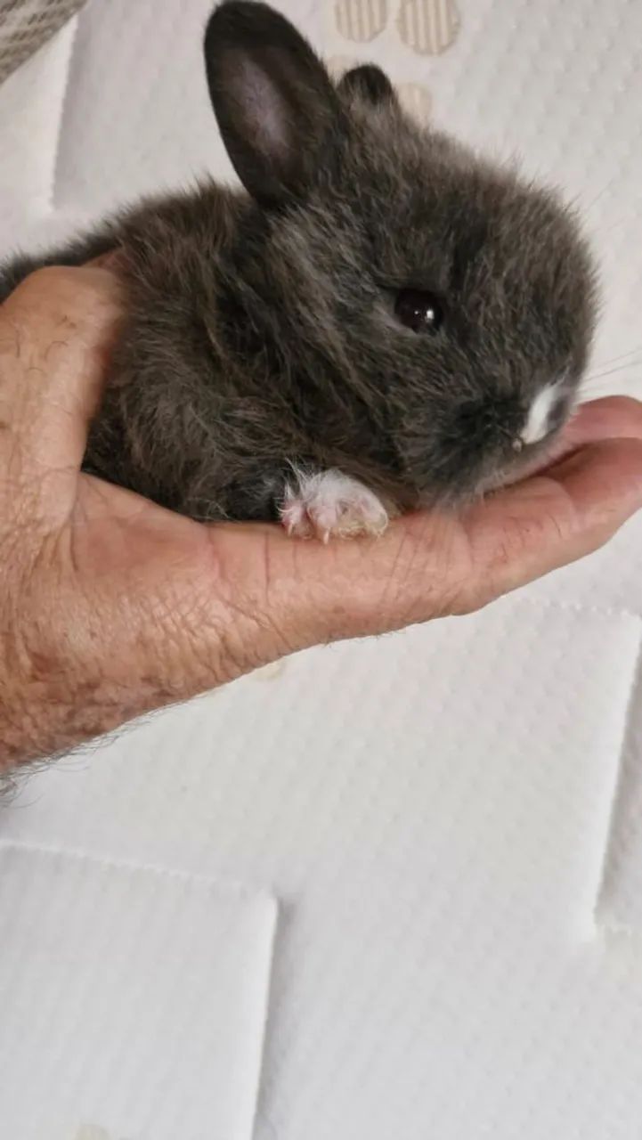 Coelhinho Netherlands draf - Foto 2