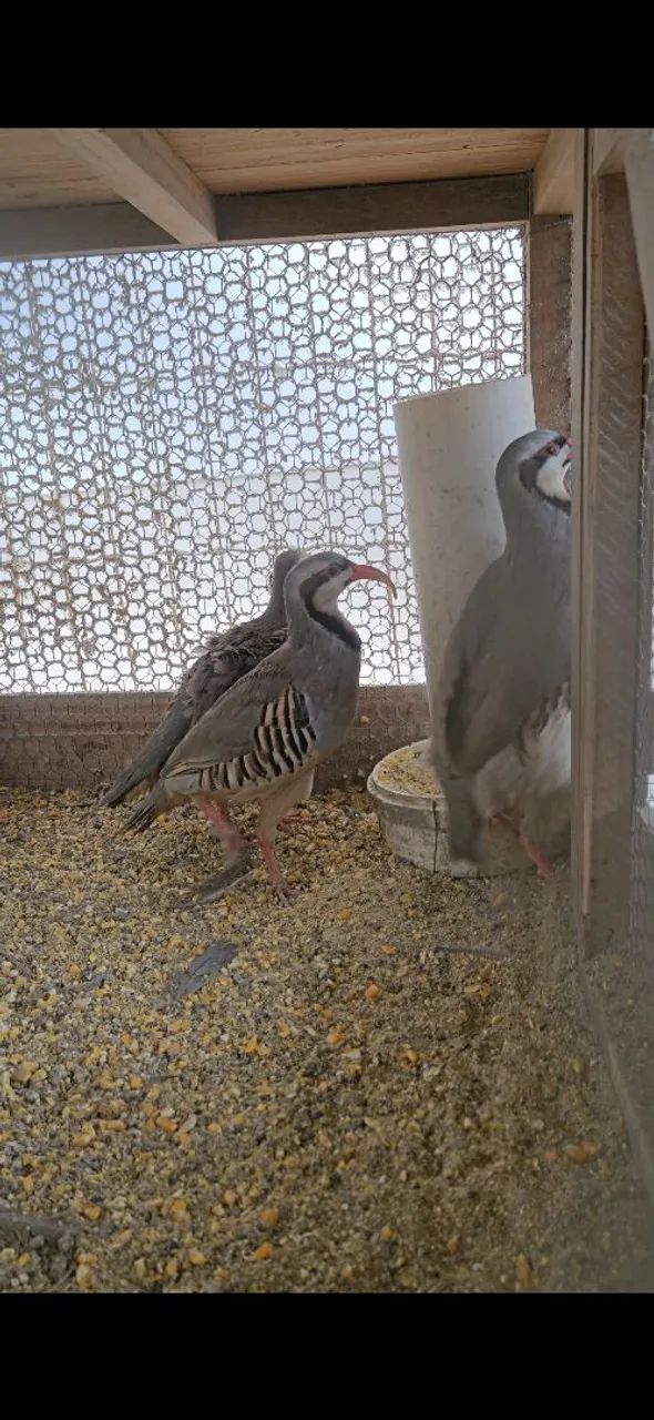 Chukar - Foto 3