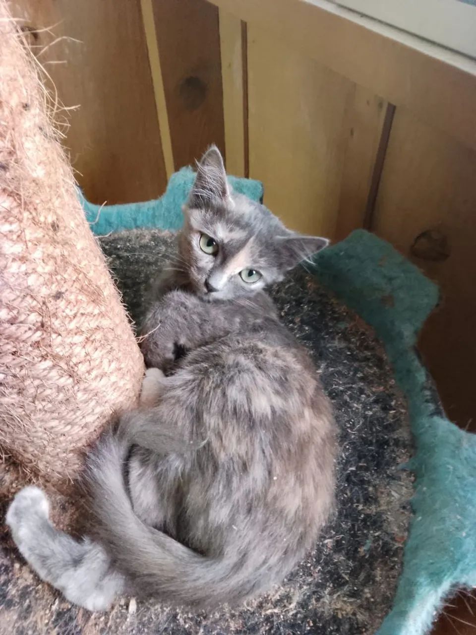 Doação gatinha  - Foto 4