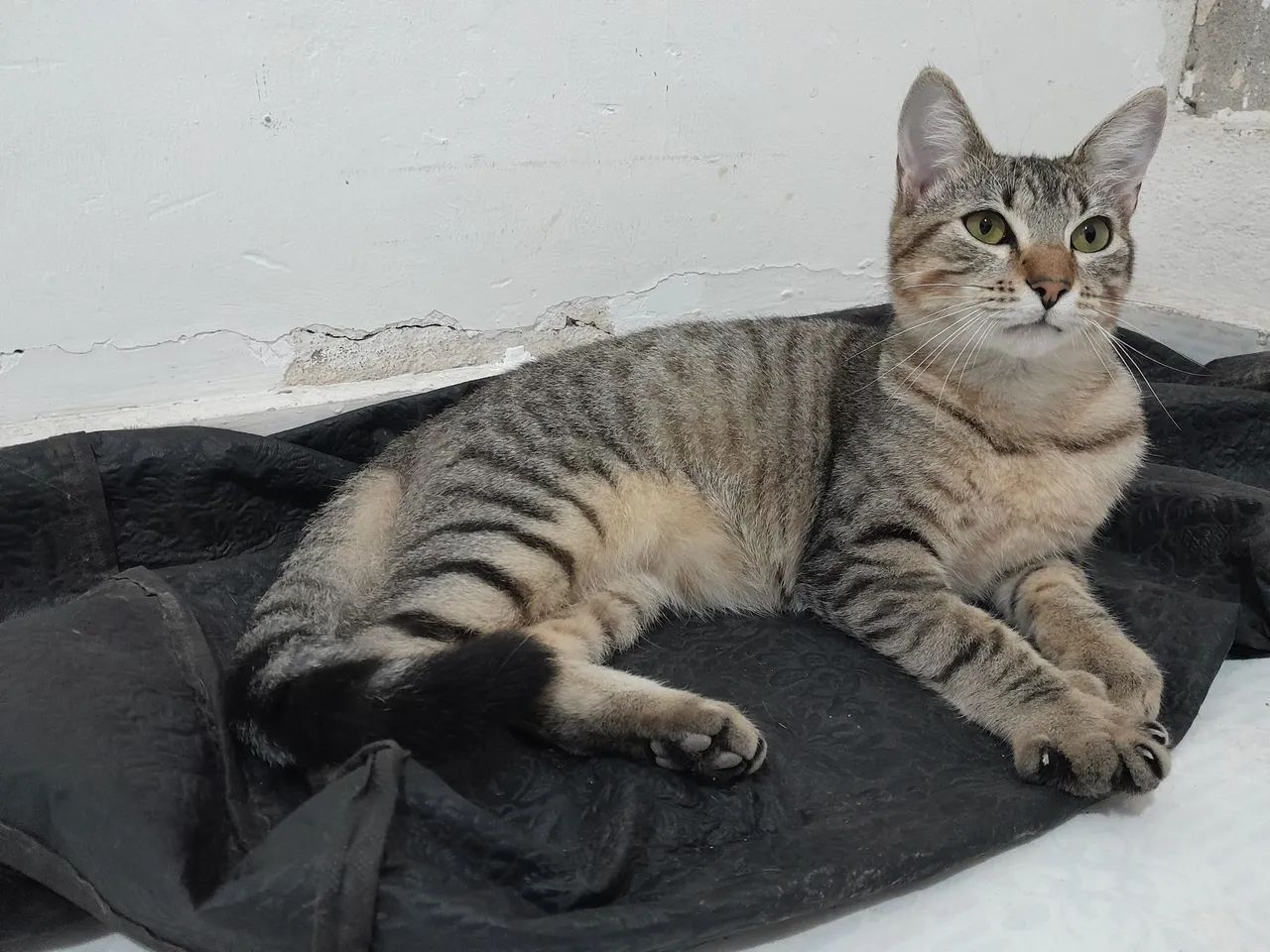 GATINHO MACHO (ADOÇÃO)