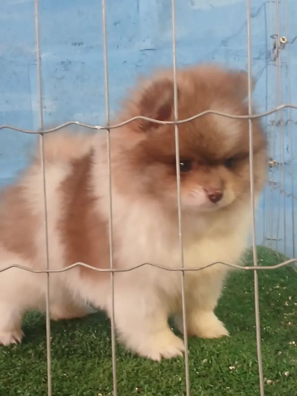 Spitz Alemão Particolor Macho - Foto 2