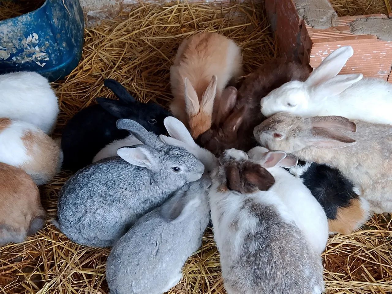 COELHOS 