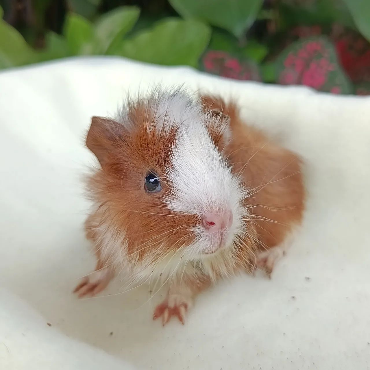 Porquinho da Índia Filhote Macho - Foto 4