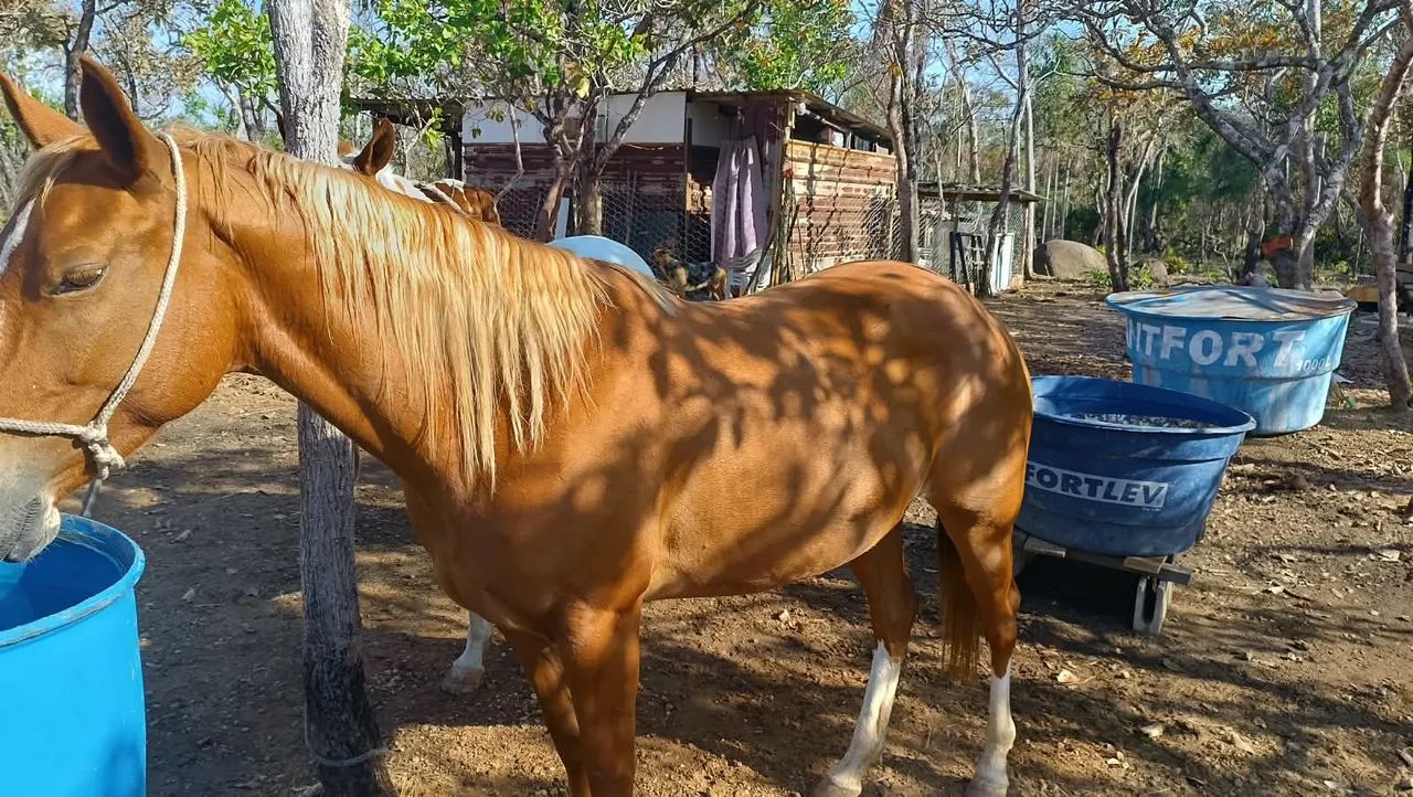 Vendo um cavalo e duas poldas  - Foto 3