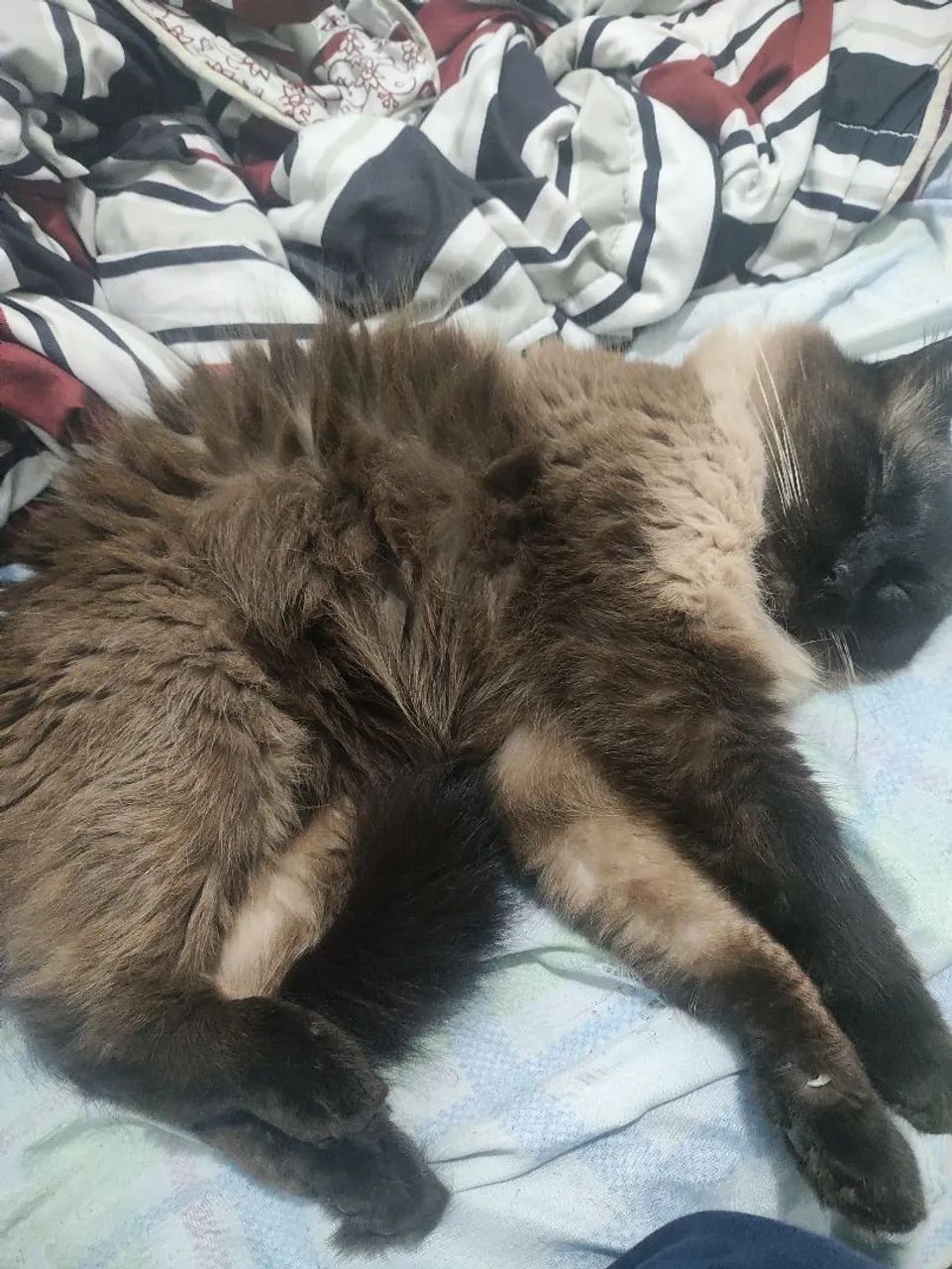 gato - Foto 2