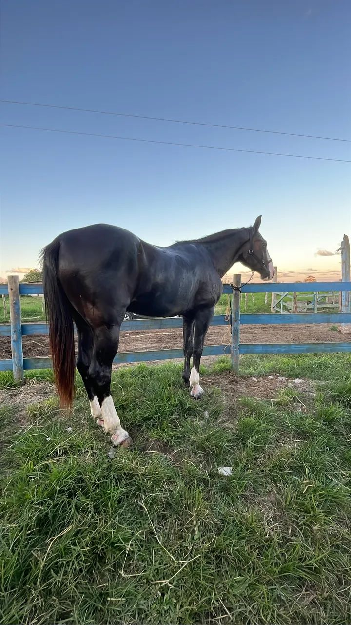 Cavalo preto - Foto 3