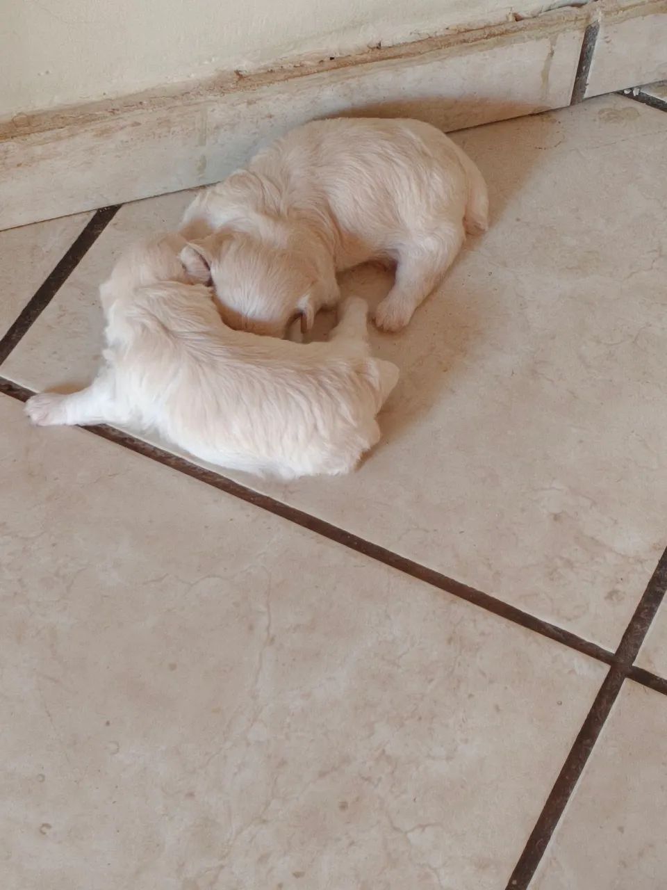 Animal  - Foto 3