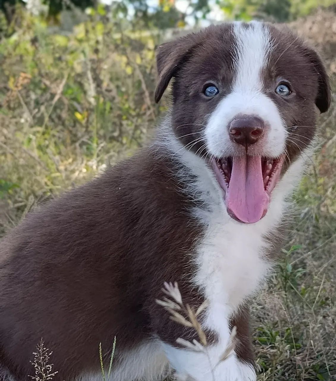Border Collie  - Foto 5