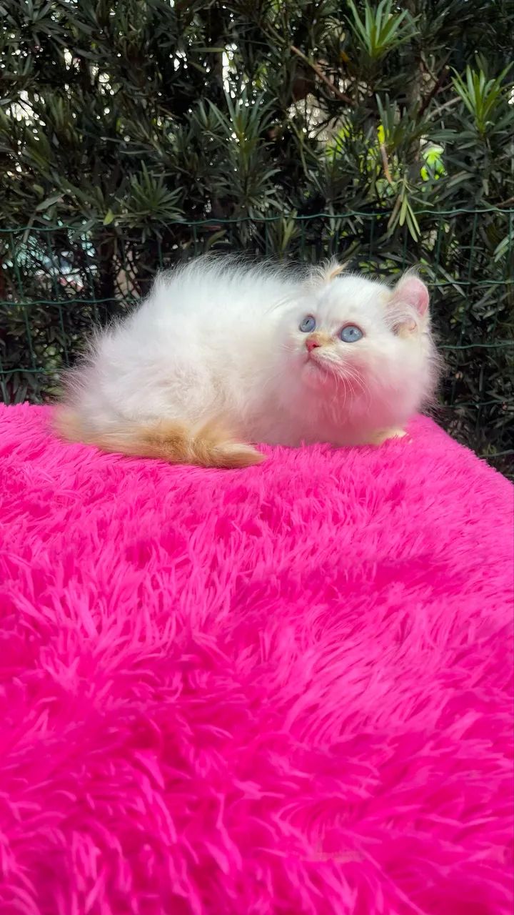 American Curl  - Foto 2