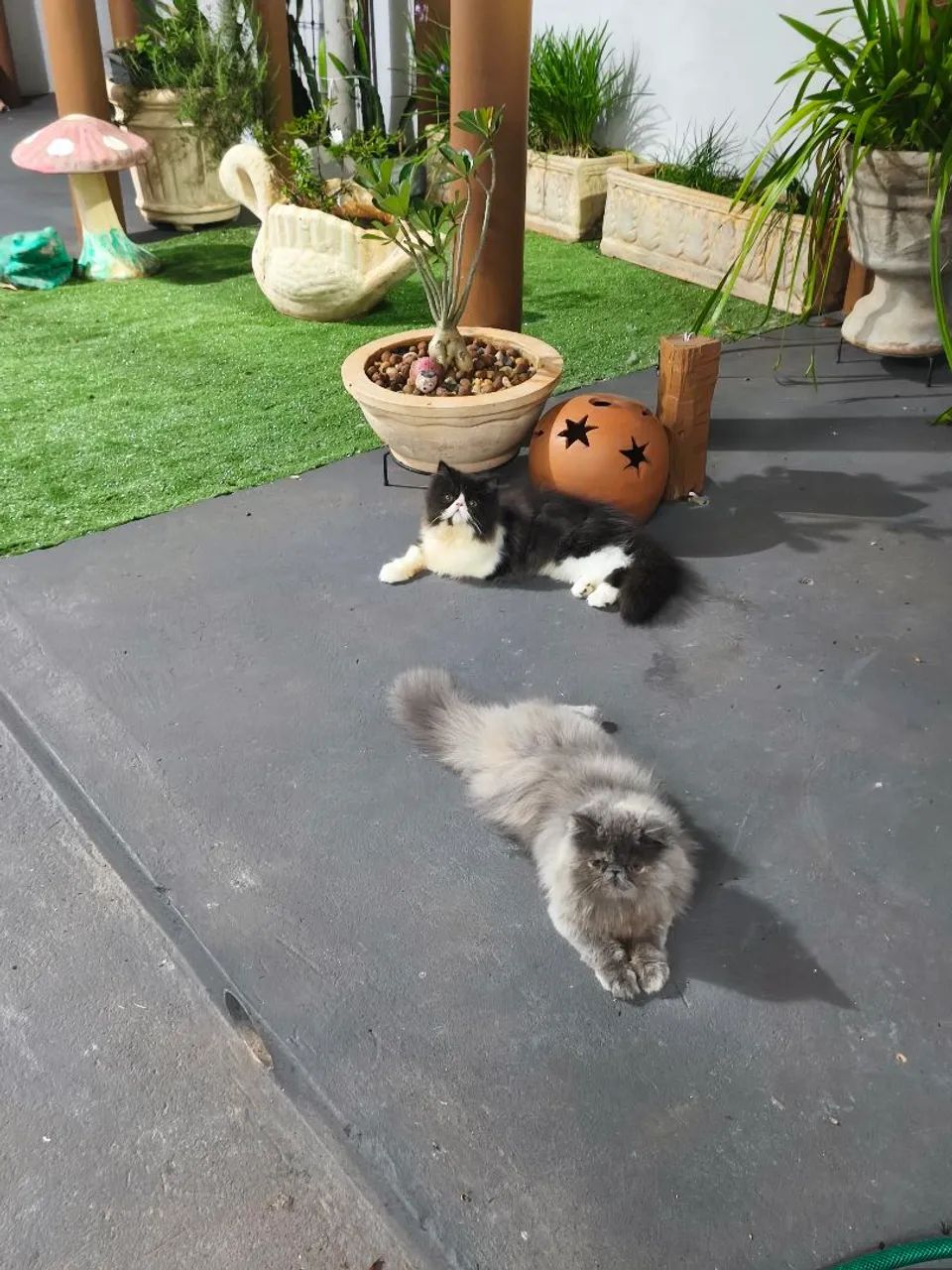 Lindos Persas  - Foto 4